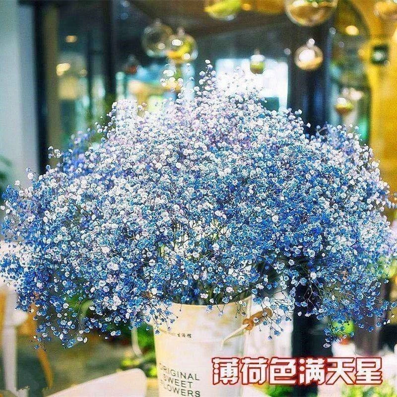 【全店满5元包邮】满天星种子四季开花易爆盆阳台盆栽家庭室内外