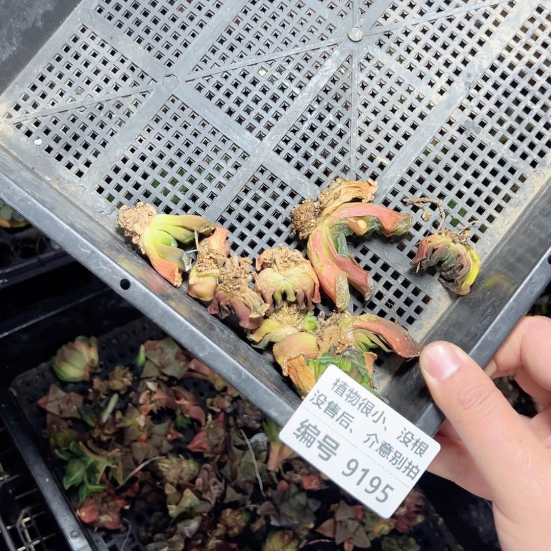 啊**9195没根多肉小苗，没售后，介意别拍，一物一拍