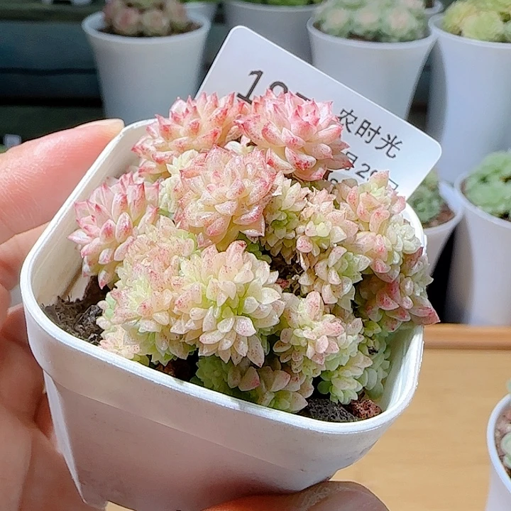 1029-185麦杆缀化