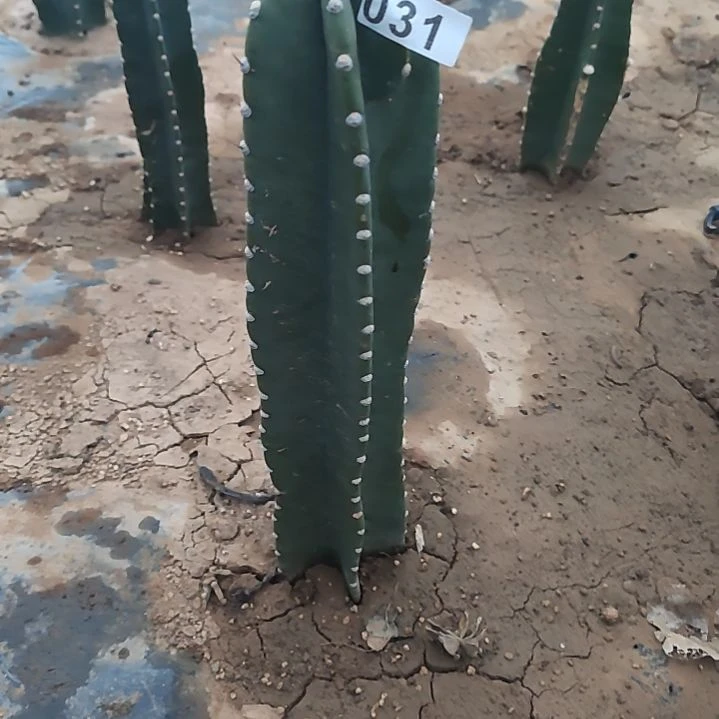 z***g量天尺1个西棚031