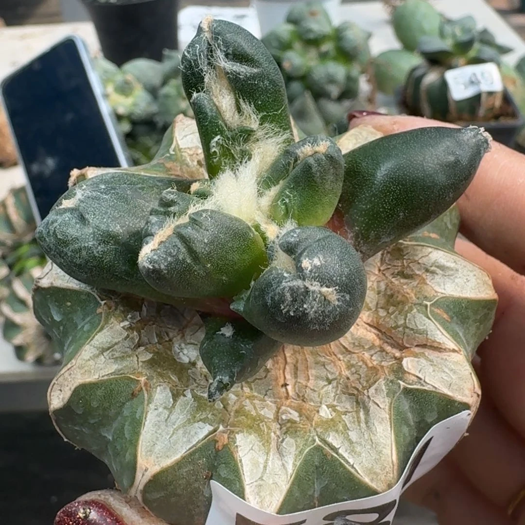 【闪购商品】无花朵抖****哈蛋尤581