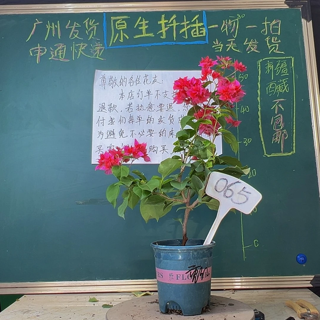 当前无花栽培后可以开花重瓣红065