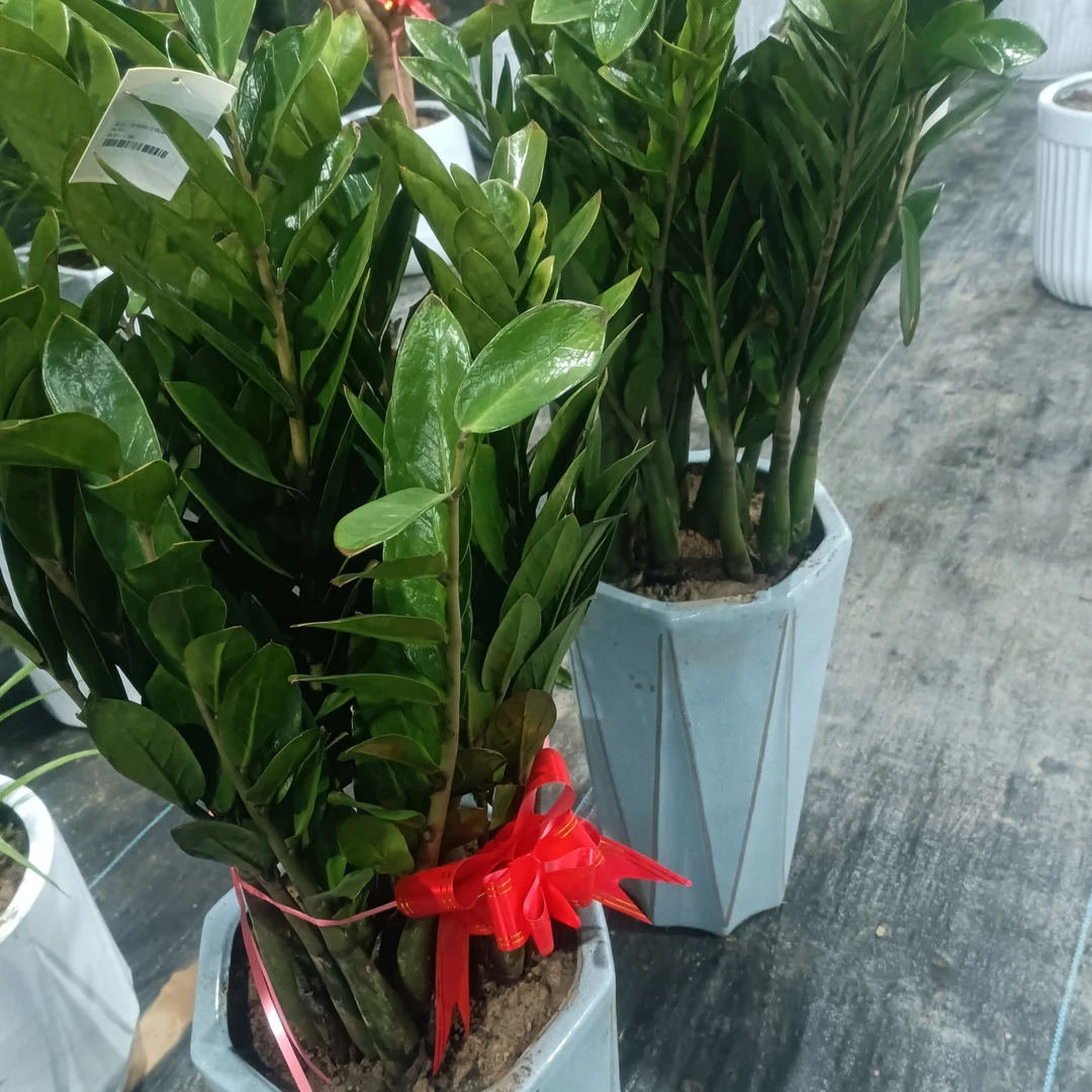 金钱树含瓷盆居家必养