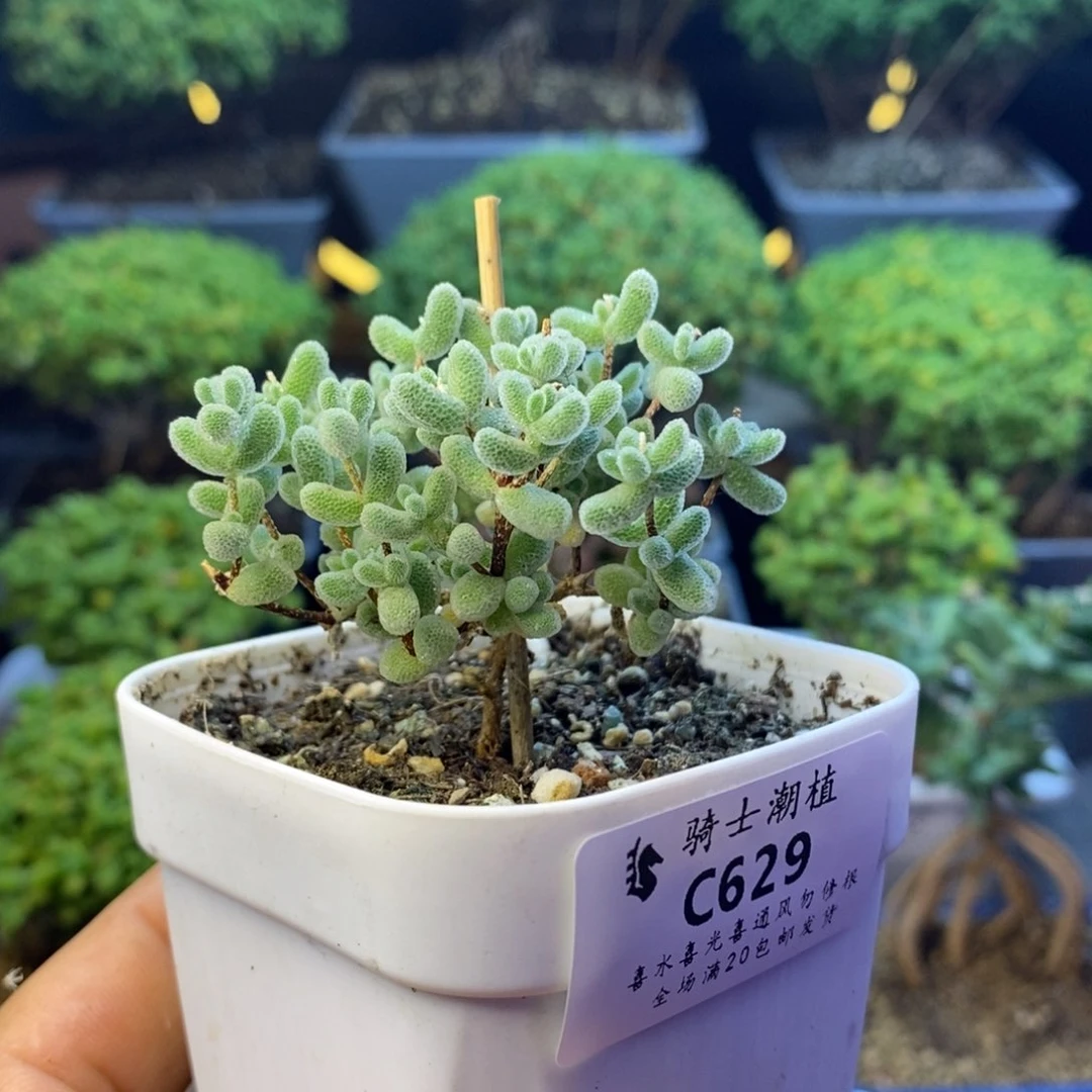 629优选冰晶枝干多肉