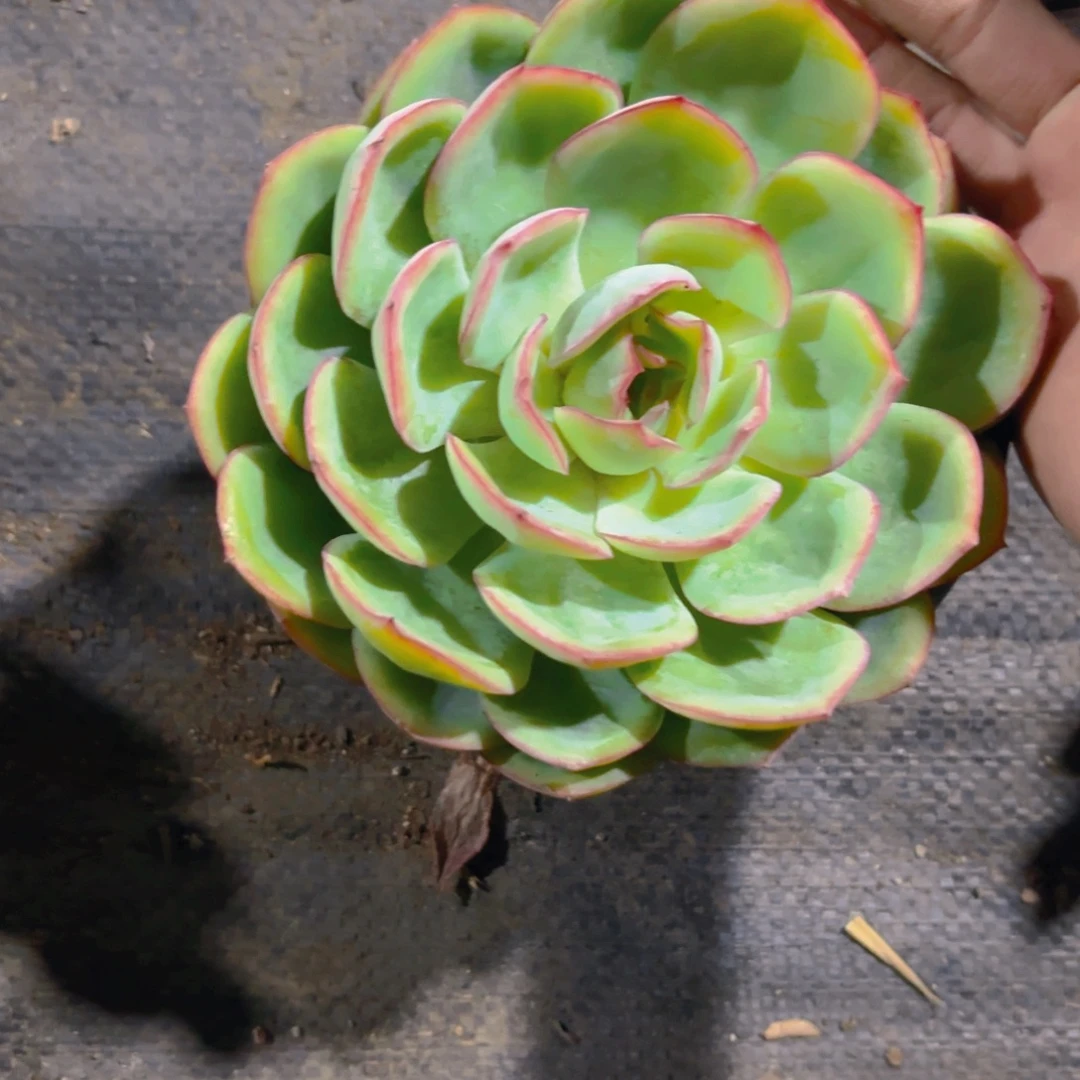 晨露新疆包邮12cm