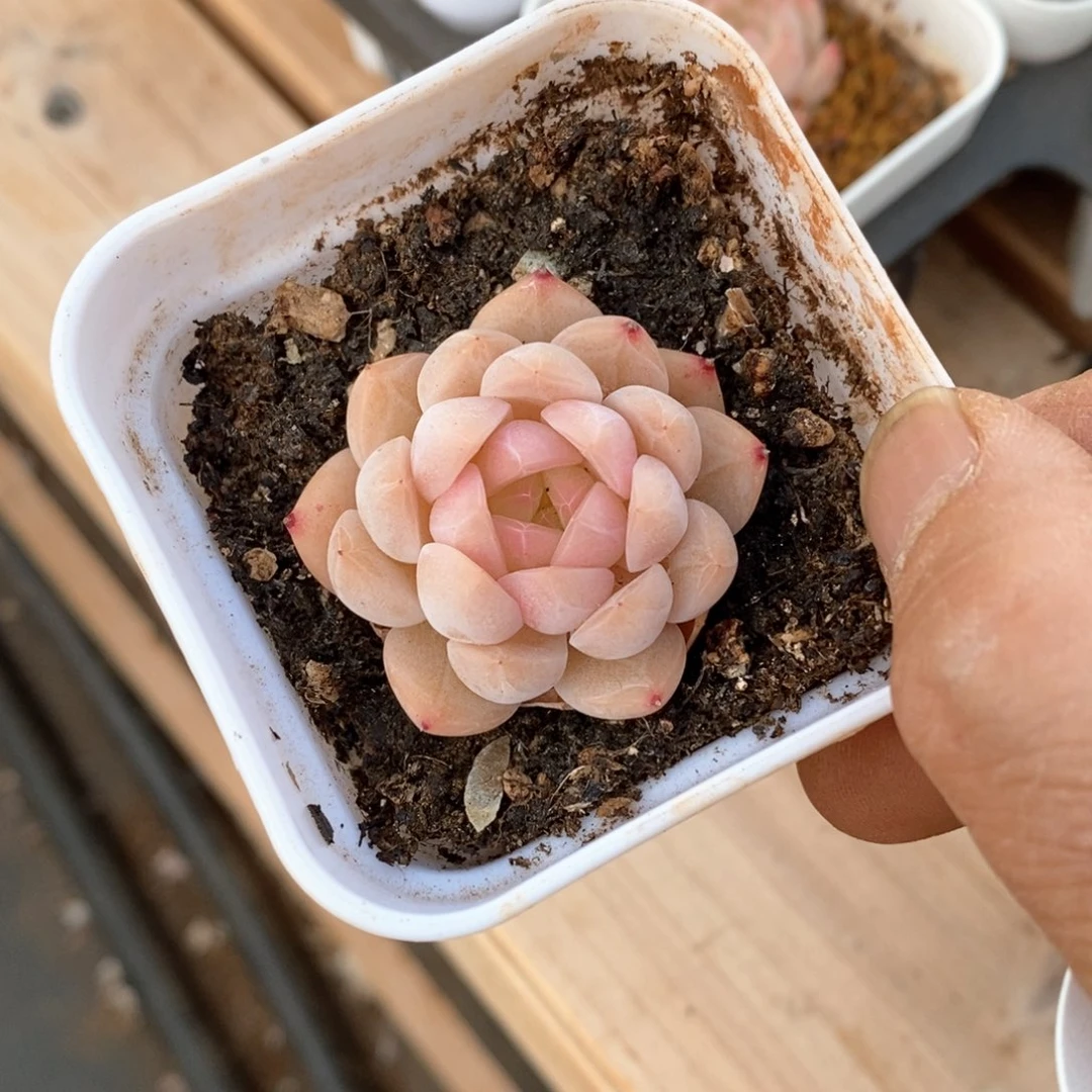 精品多肉一物一拍不包整211