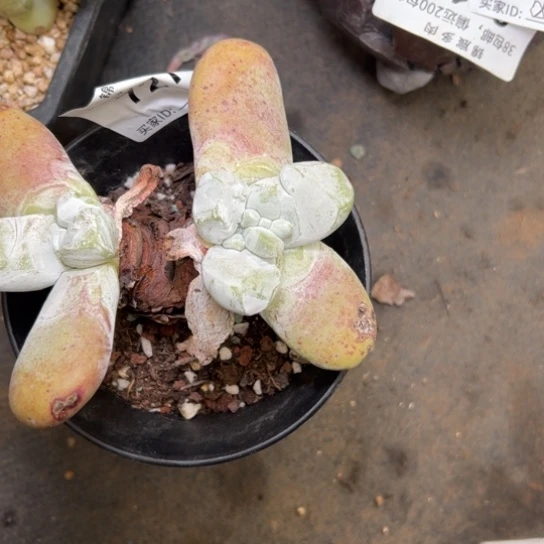 @***姐谢谢宝～一物一拍7549