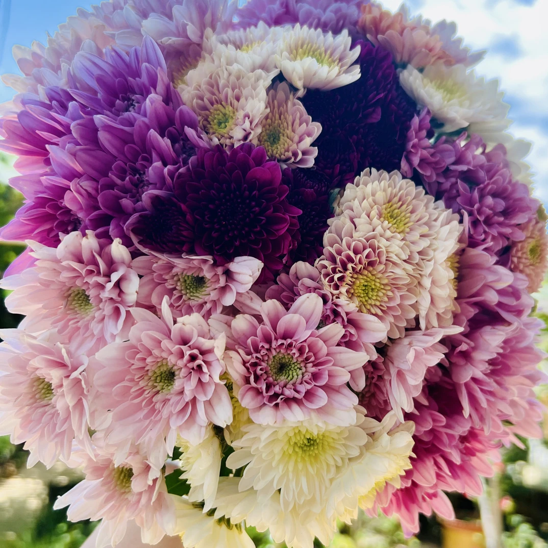 云南花卉基地直发多头小菊特价2扎不售后花期长居家办公花店