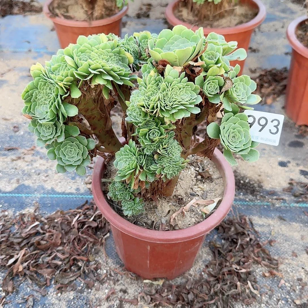 993绿缀一颗满28包邮