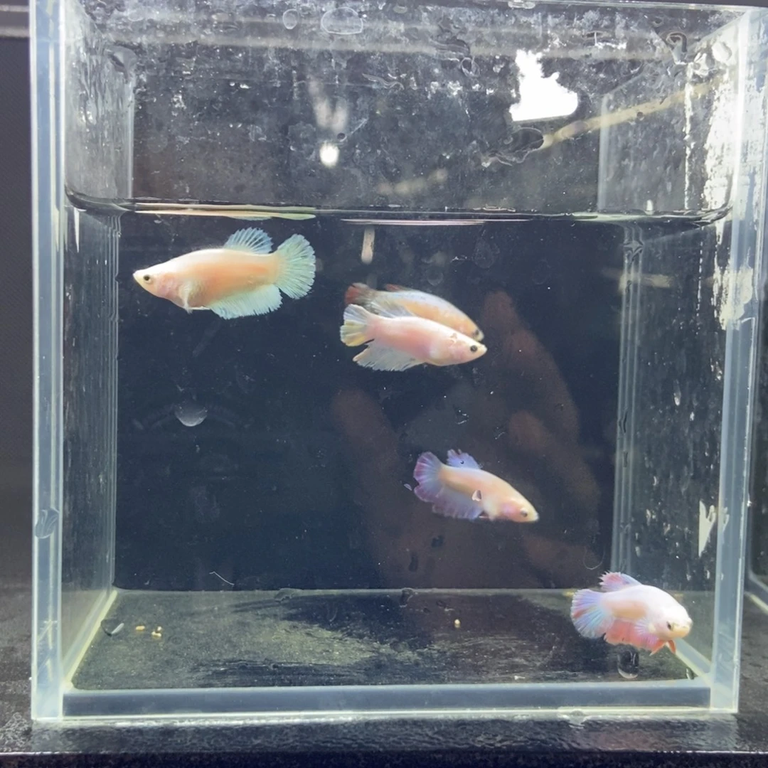 斗鱼包活不包损所见即所得365