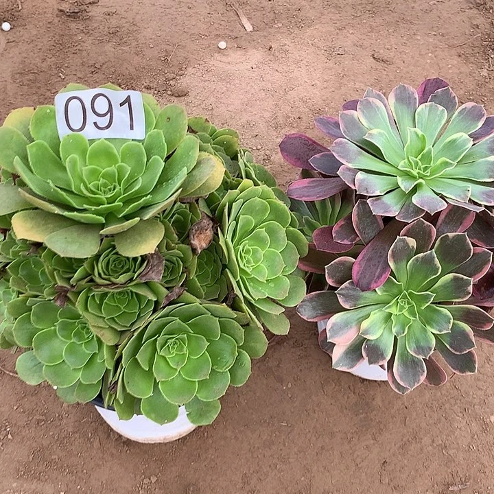 无花朵091路羊绒➕金丝缺多肉植物