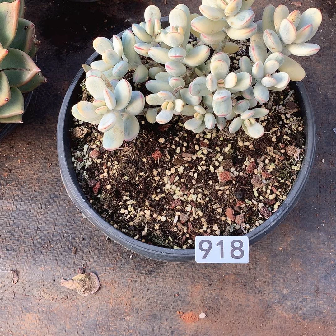 918乒乓 一物一拍多肉