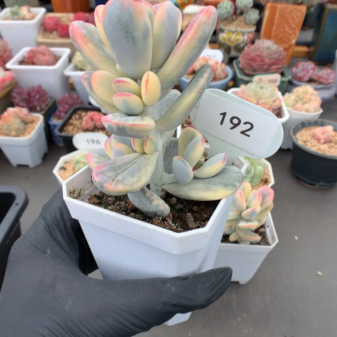 一***_192 乒乓福娘锦多肉