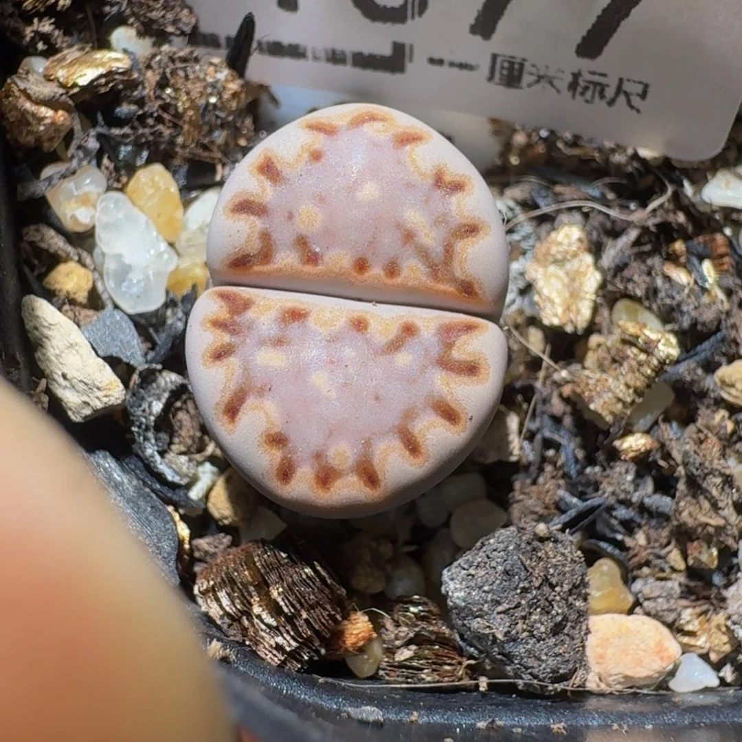 zzzz精品生石花1377