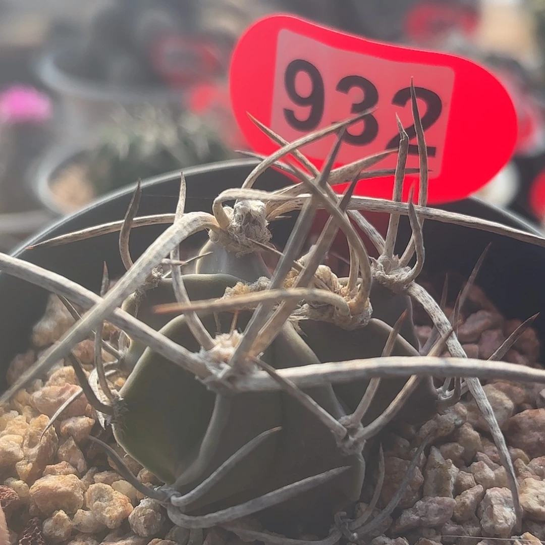 仙人球实生水牛角大凤玉