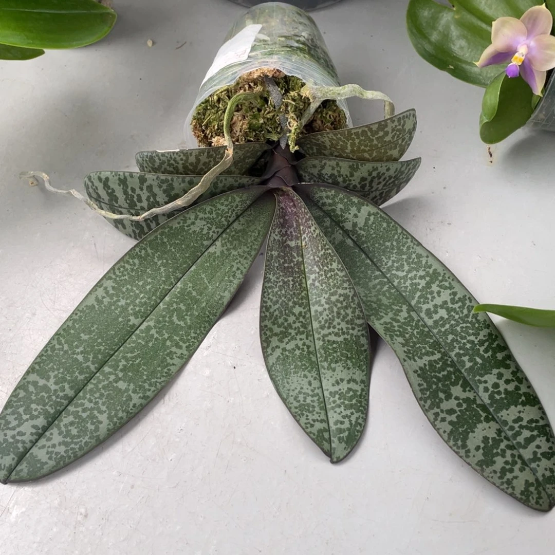 当前无花栽培后可以开花2.8盲盒西高货西