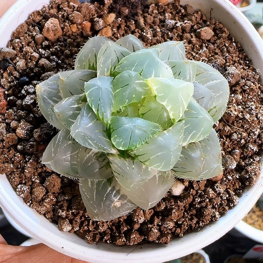 301号实生玉露锦一物一拍带盆土