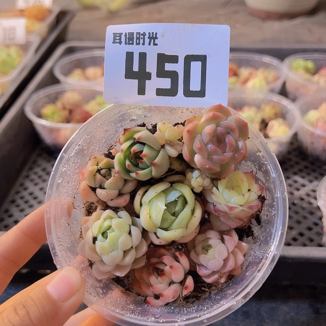 450，拼盘，多肉植物