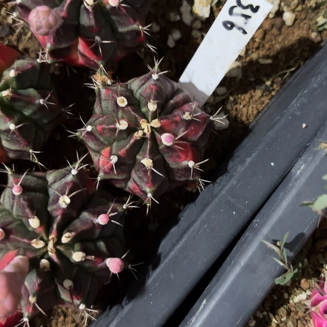 356-0708泰国发货多肉