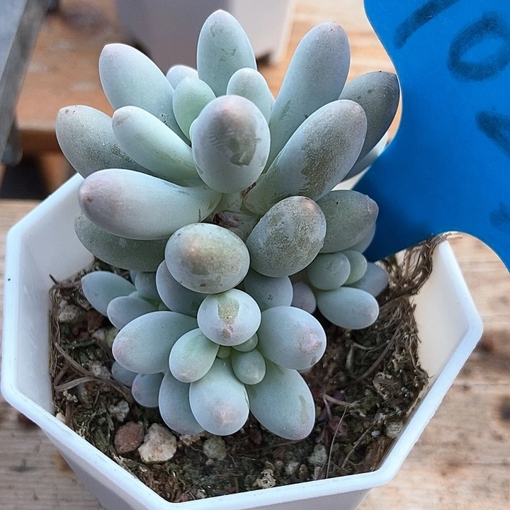 多肉植物汤圆1023