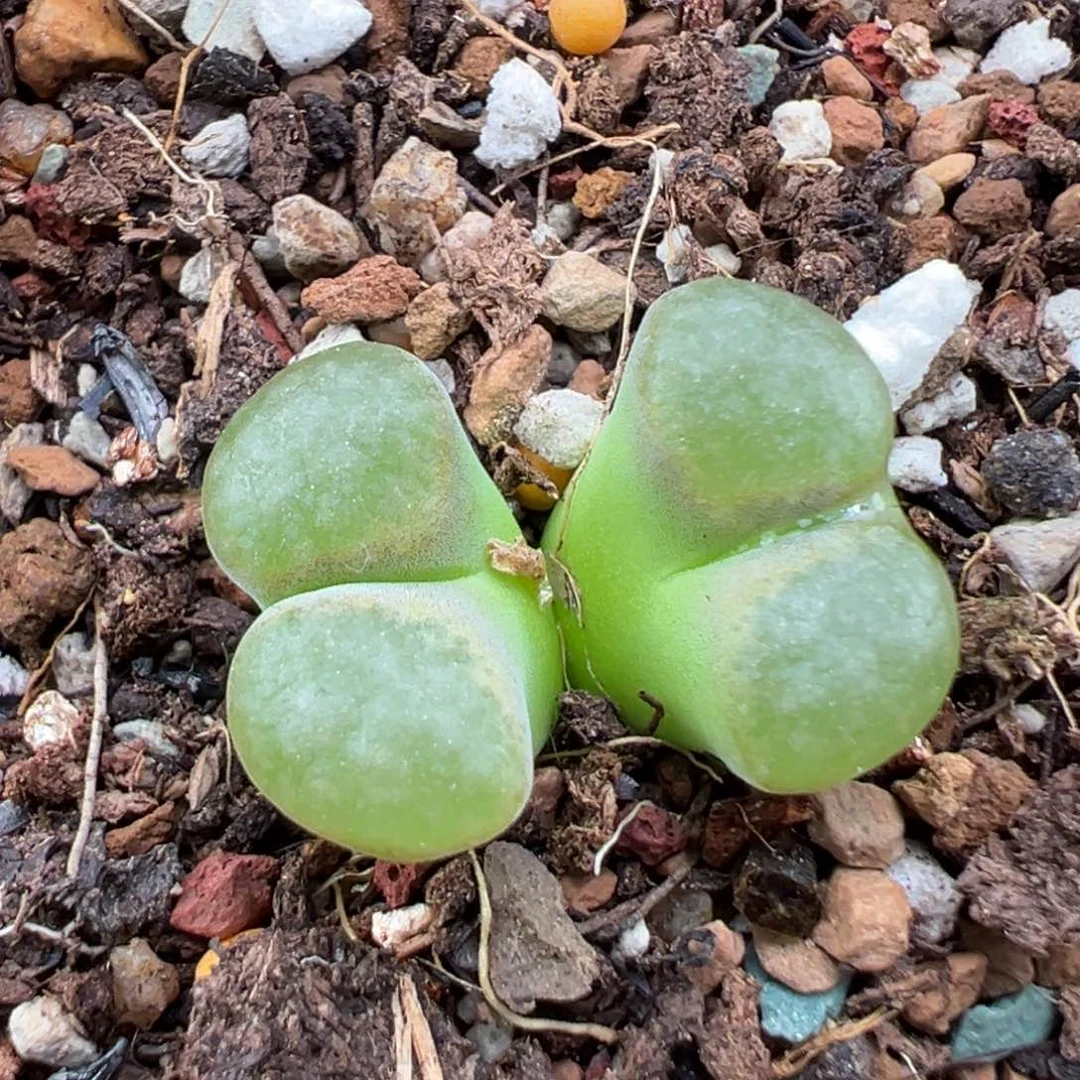 7.3好看的多肉脱土发货621