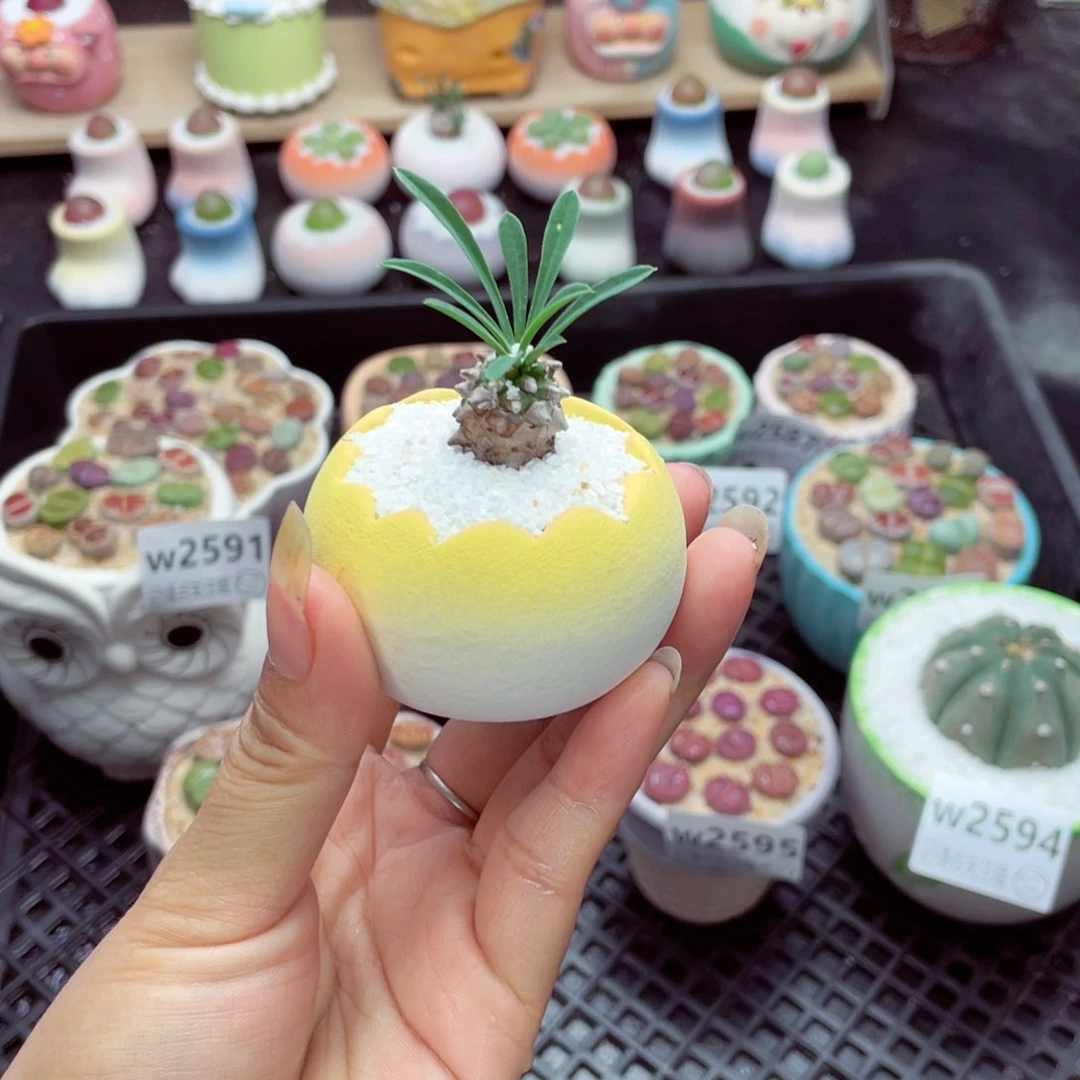 w2596 带盆土发货一物一拍