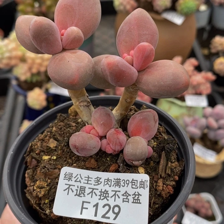 糖果美人老桩7cm129多肉植物
