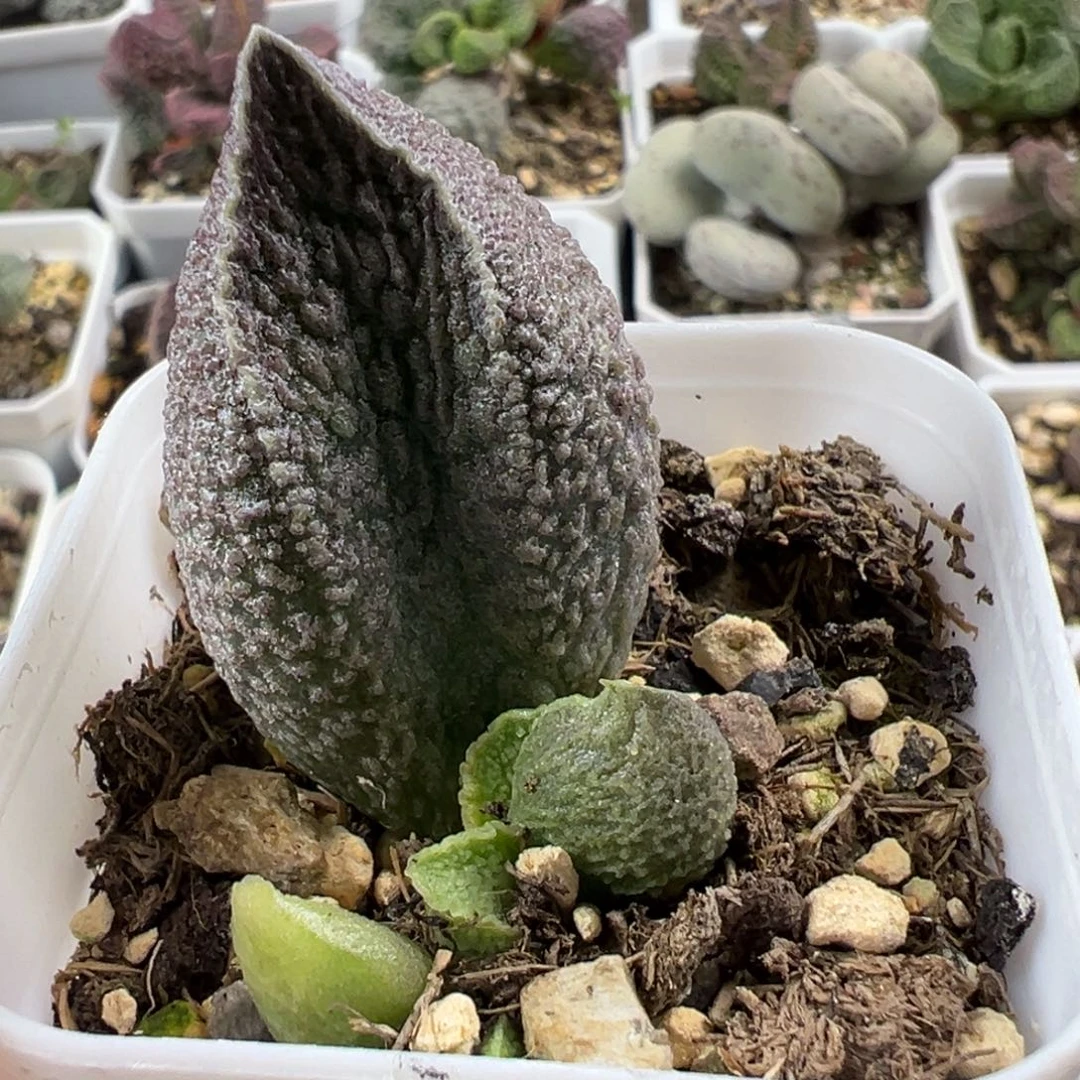 实生新品大苗多肉植物水泡