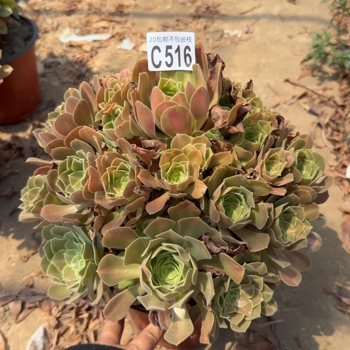 女巫中班……多肉植物……