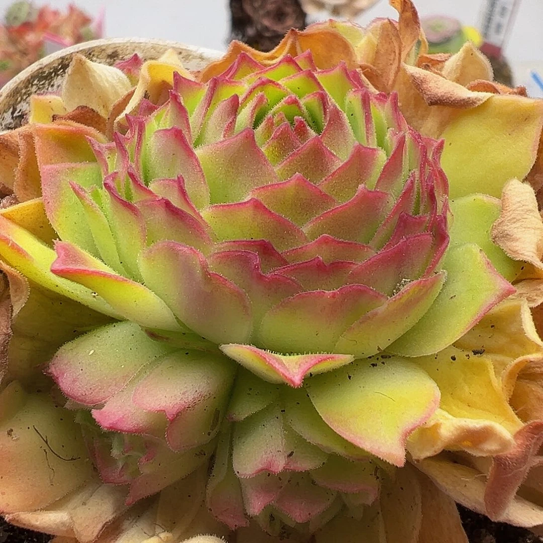 无花朵自留地 群生 523 523 523