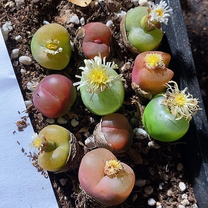 22342。  一组蟠桃。