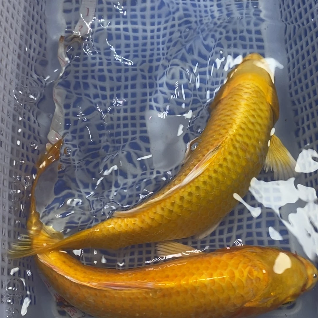 锦鲤冷水锦鲤包邮