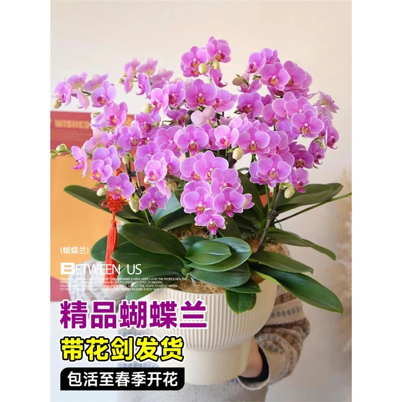 蝴蝶兰盆栽带花苞秋冬耐寒鲜花卉绿植物室内兰花苗大易活春剑