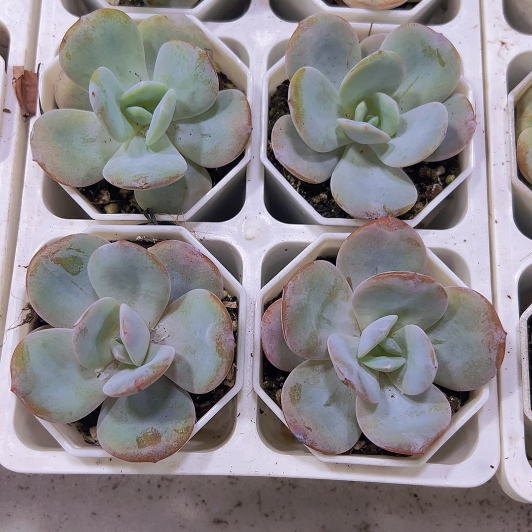 奶茶带盆9.9包邮多肉