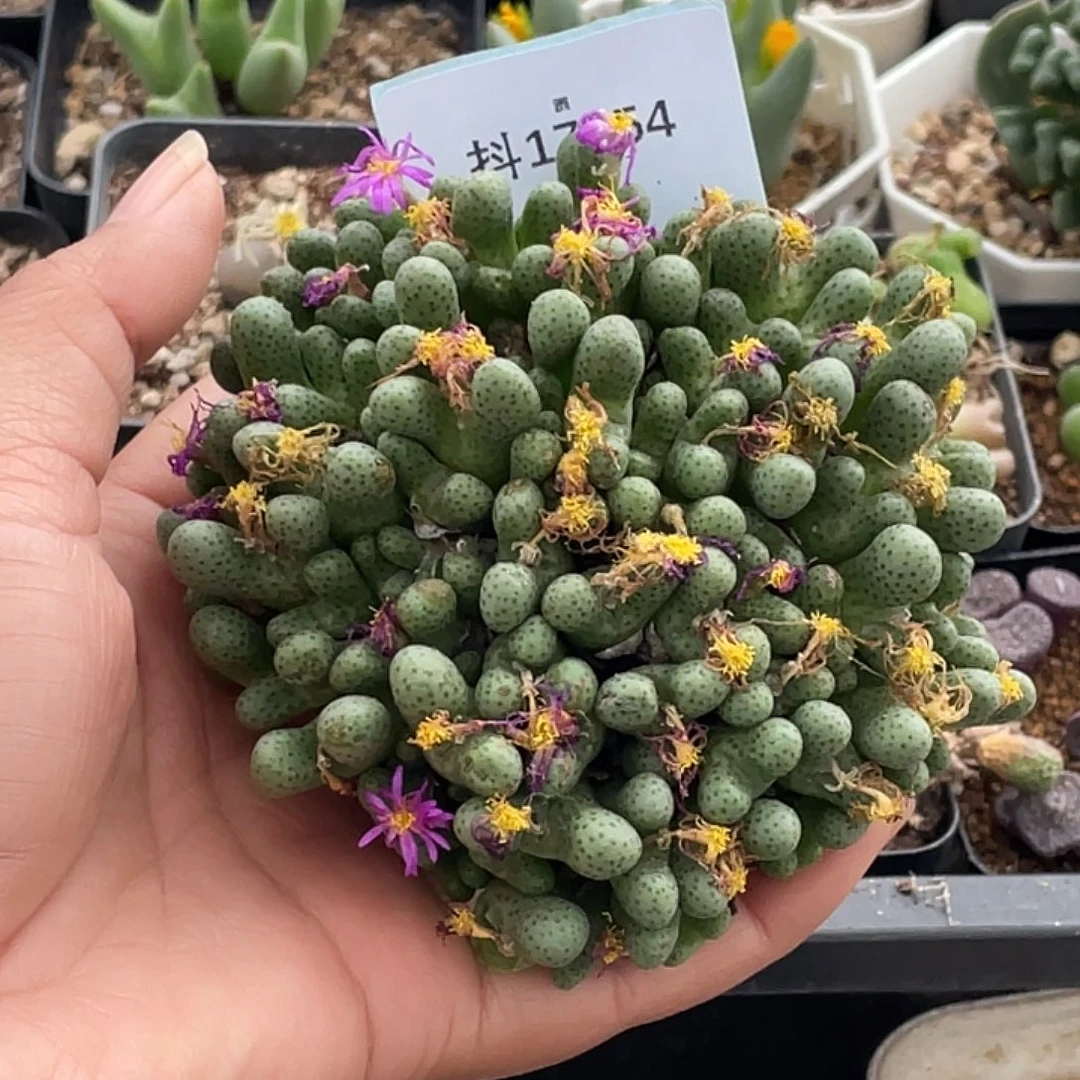 小***灰17-54肉锥多肉植物