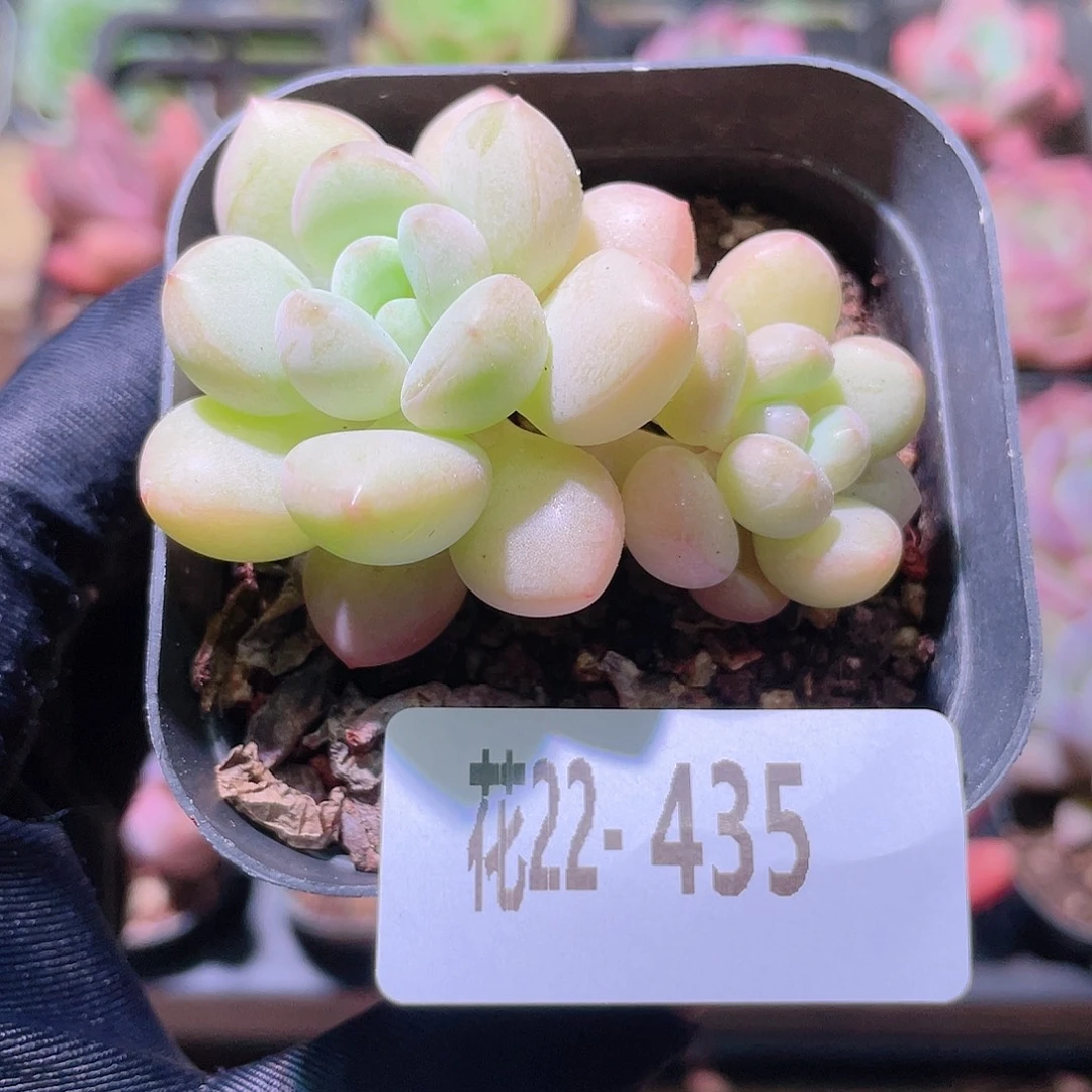 花利美22-435泡泡糖