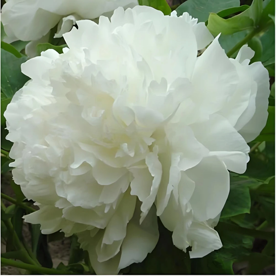 【白雪塔】洛阳精品观赏牡丹基地直发花卉牡丹