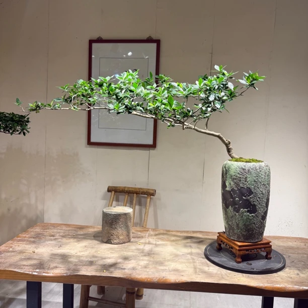 海岛栀子花自然灵动飘枝老桩意境盆景适合室内外造景