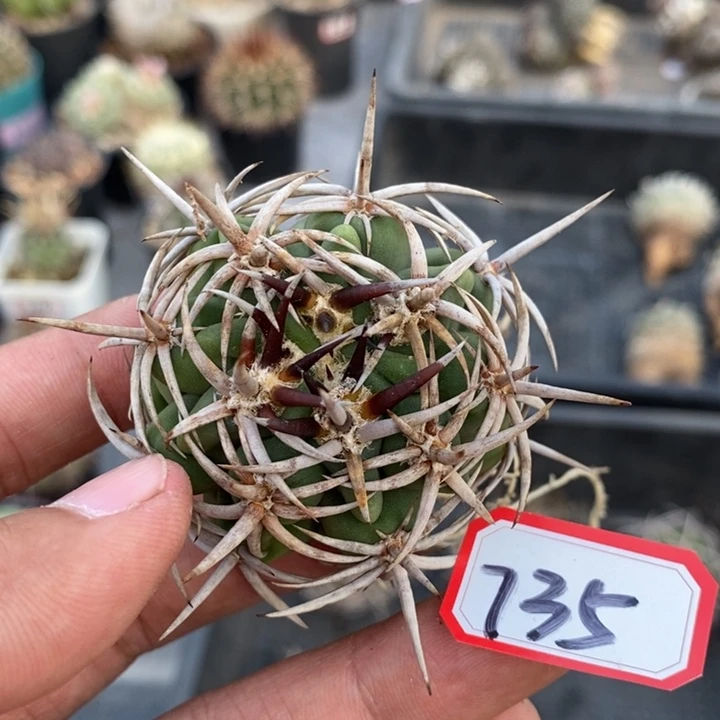 【闪购商品】P***a735碧岩玉