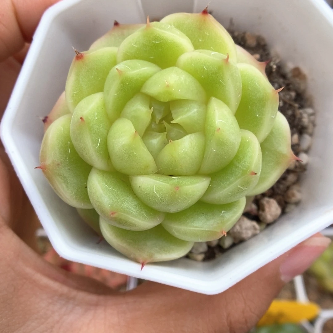 流光麦秆可拍102号。