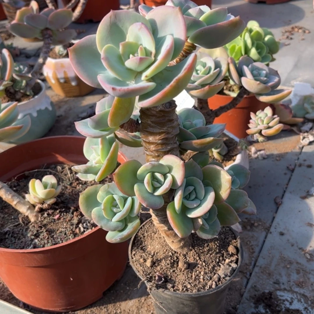 【闪购商品】无花朵s****t