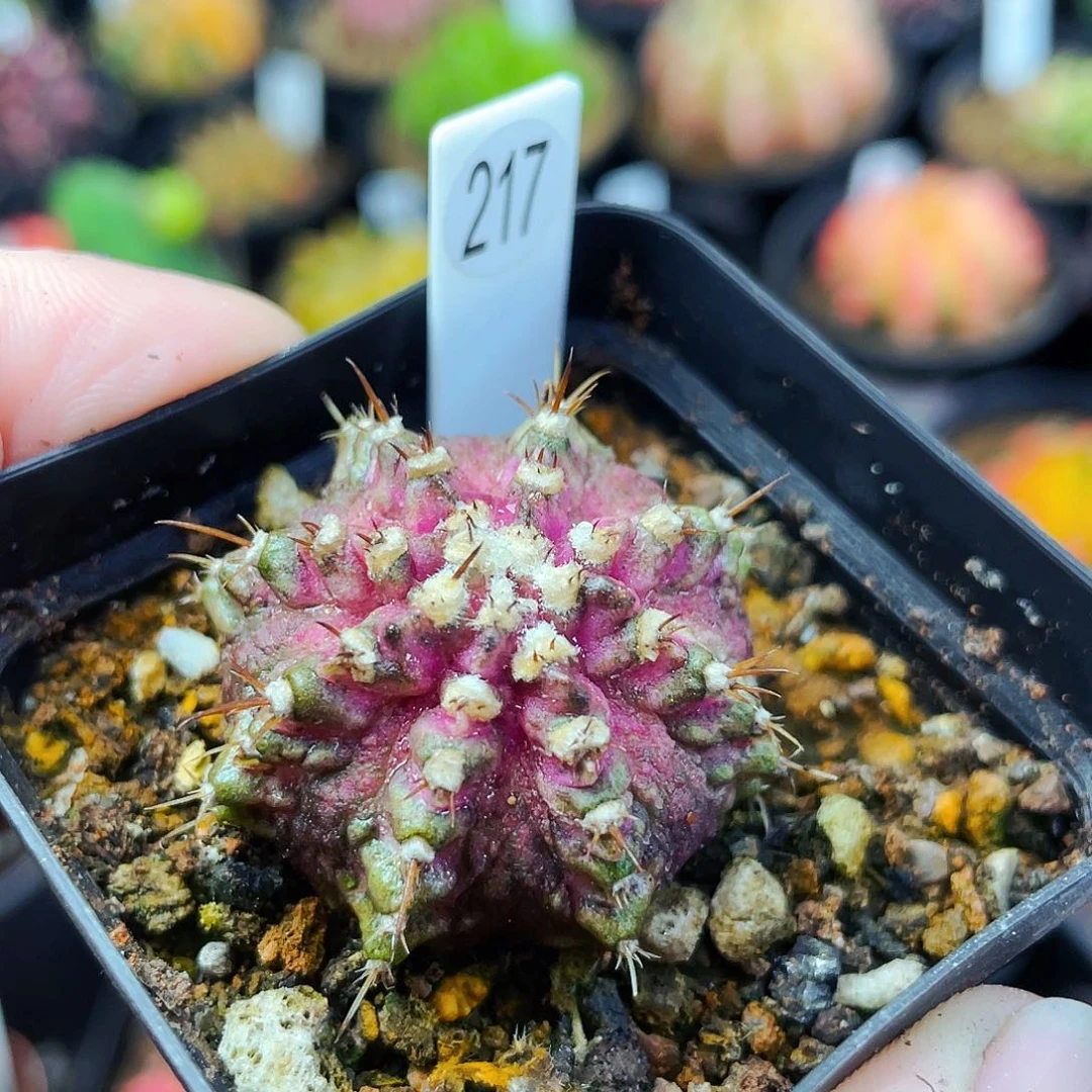 非偏远地区满25包邮仙人球裸根