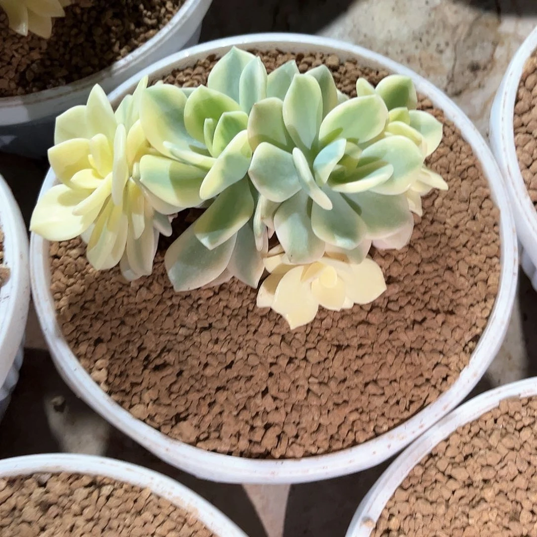 十级折扣寄养链接的链接