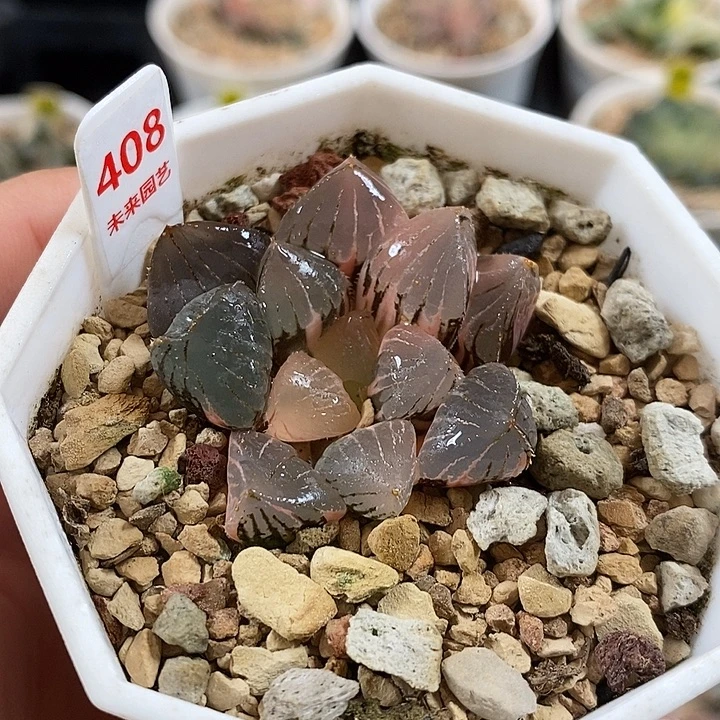 408糯玉露锦一物一拍