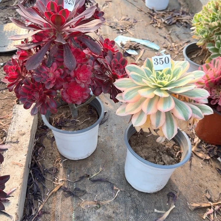 香奶奶灿烂有黑斑329350