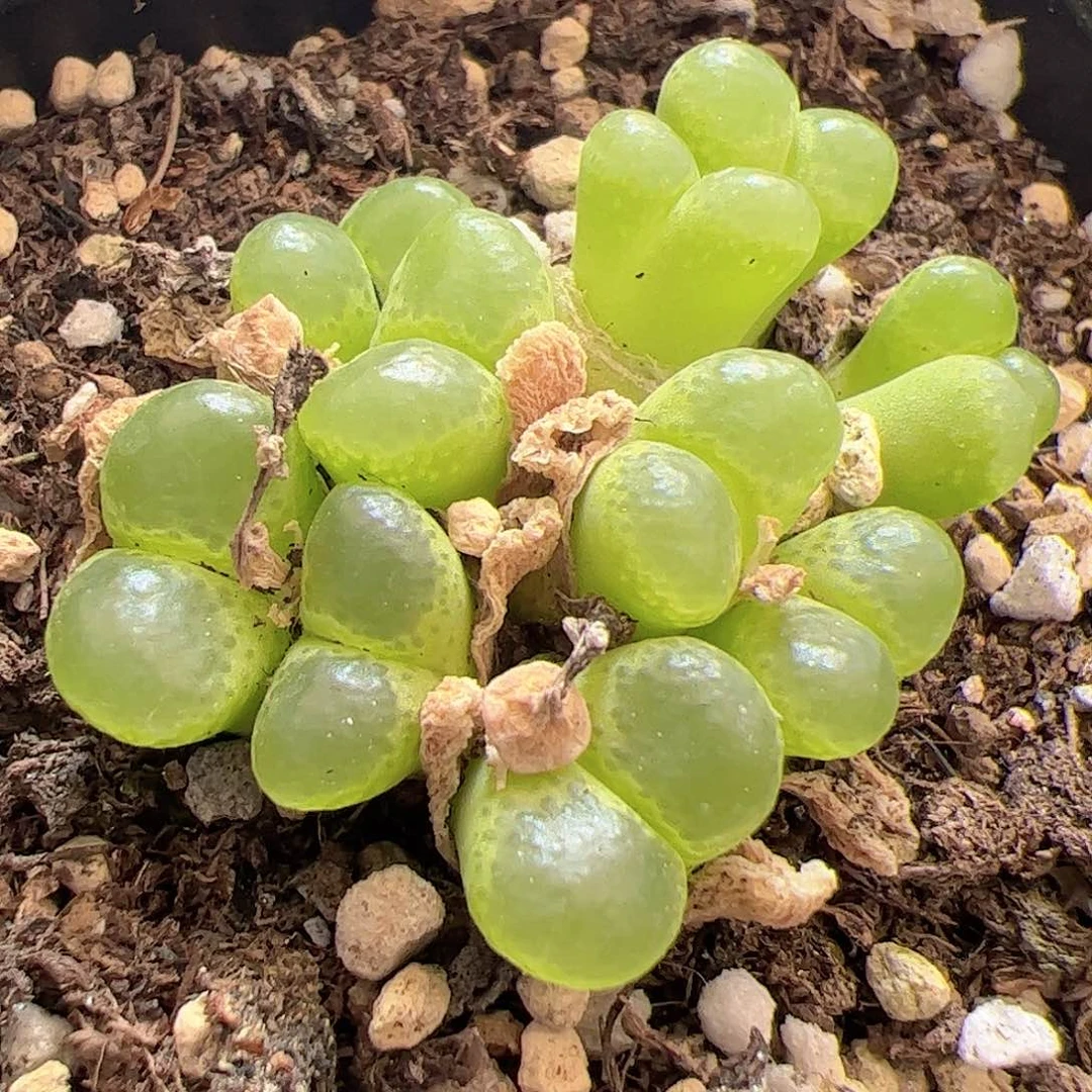 【闪购商品】195 泡泡风铃
