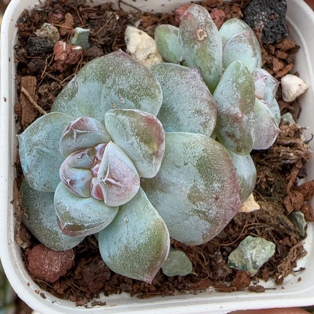 小卡拉米糖心一物一拍