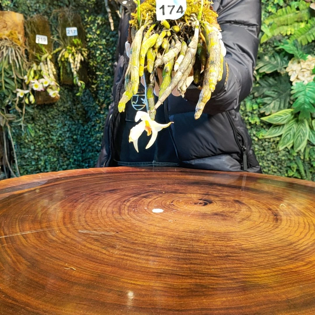 【闪购商品】174尖刀唇花卉