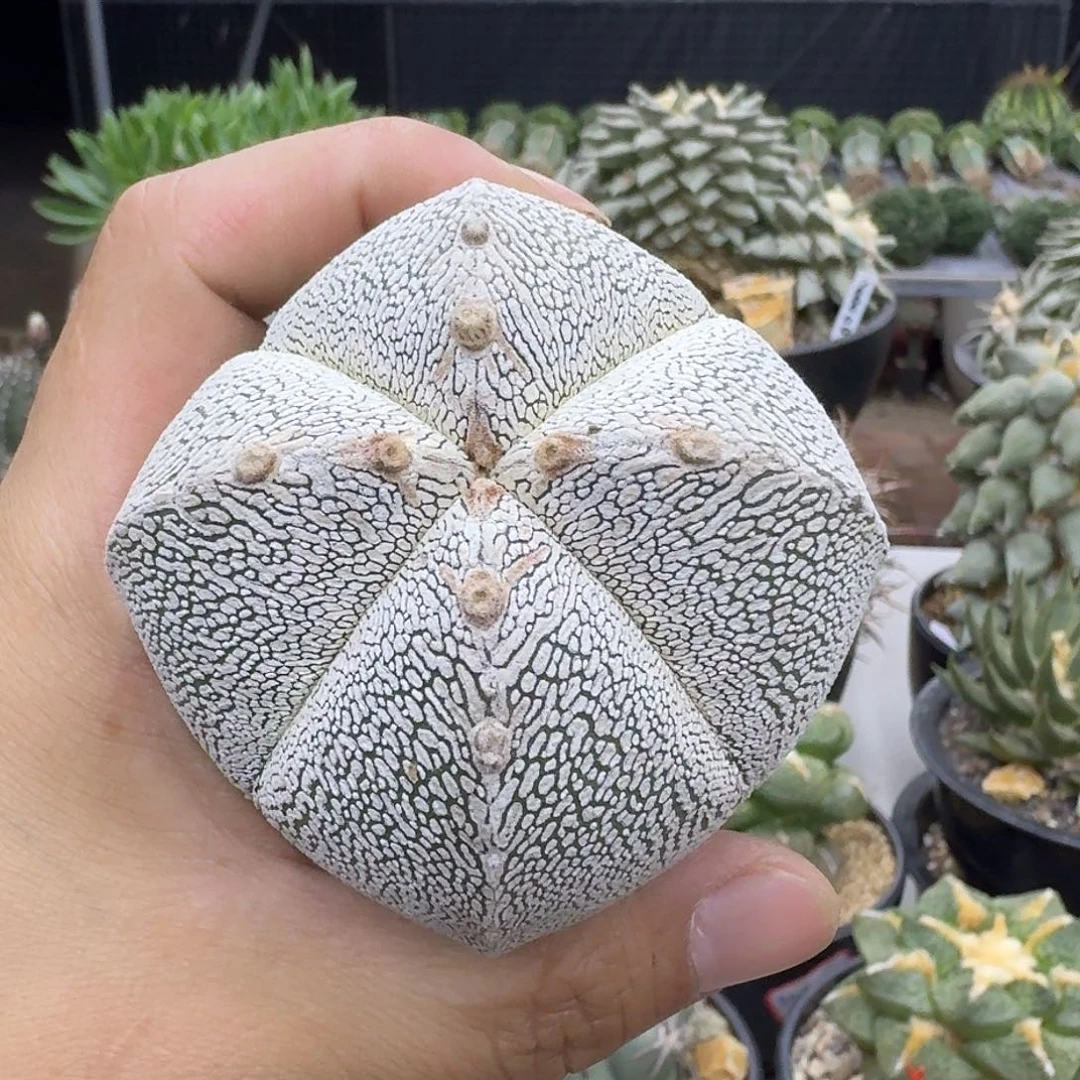 实生恩冢鸾凤玉仙人球