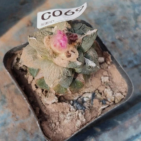 069仙人球的比赛将